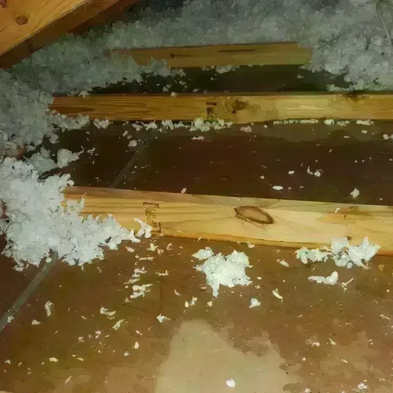 Attic Water Damage in Liberty City, TX