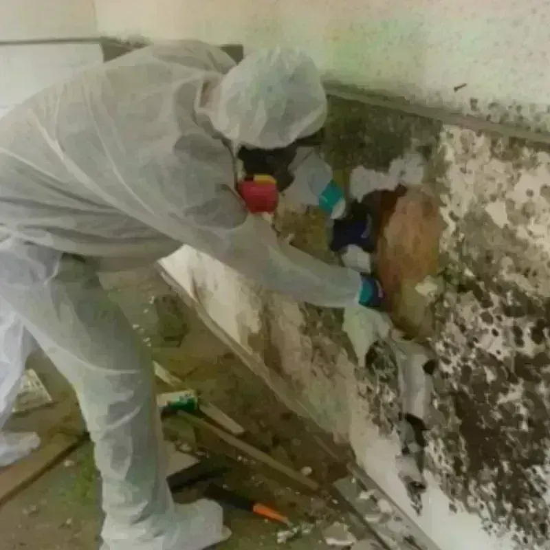 Mold Remediation and Removal in Liberty City, TX